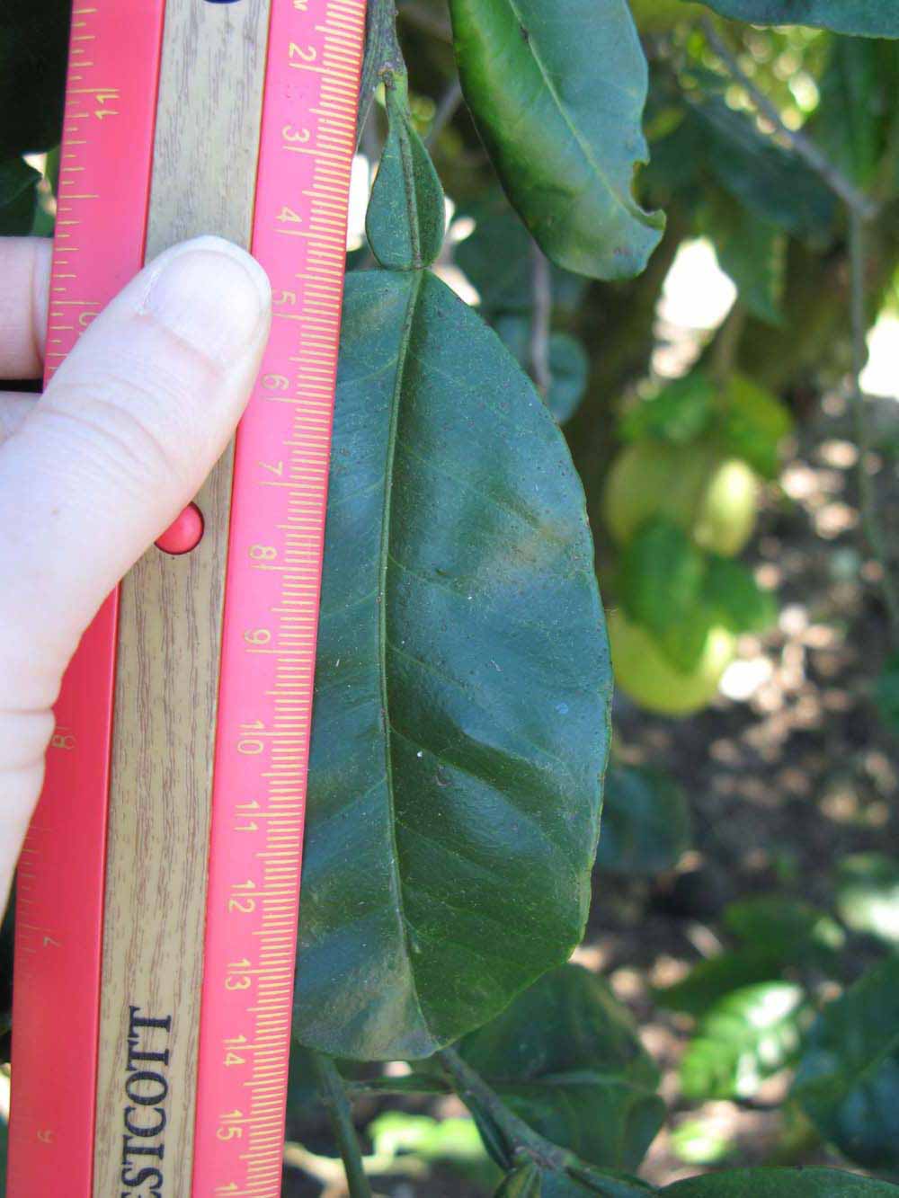              Unifoliolate leaf (Winter Haven, FL)       